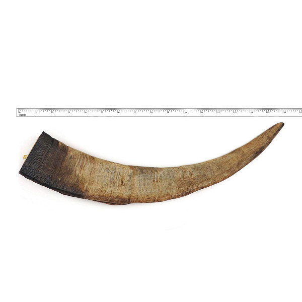 Herders Choice Dried Goat Horn XXL 特大山羊角 1pc. (OVER 400gm) X3